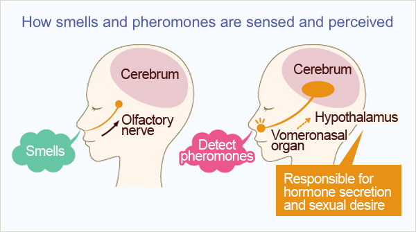 Image result for pheromone